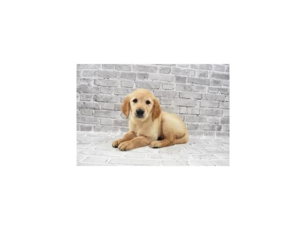 Golden Retriever-DOG-Female-Light Golden-26153-Petland Lake St. Louis & Fenton, MO