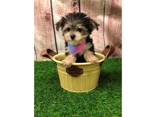 Morkie-DOG-Female-Black and Tan-26137-Petland Lake St. Louis & Fenton, MO