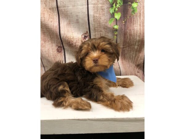 Yorkshire Terrier-DOG-Male-Chocolate-26161-Petland Lake St. Louis & Fenton, MO