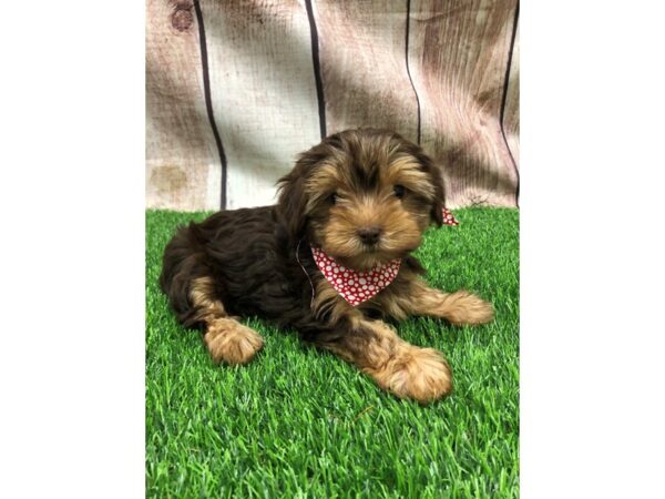 Yorkshire Terrier-DOG-Female-Chocolate-26162-Petland Lake St. Louis & Fenton, MO