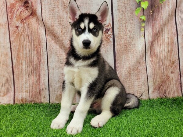 Siberian Husky-DOG-Male-Black / White-26181-Petland Lake St. Louis & Fenton, MO