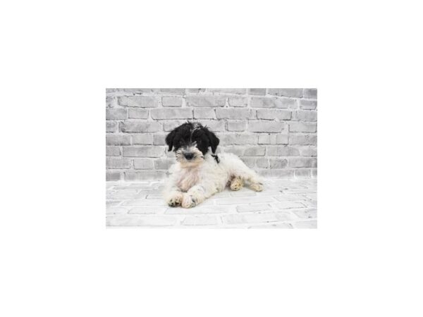 Schnoodle-DOG-Male-Black and White-26189-Petland Lake St. Louis & Fenton, MO