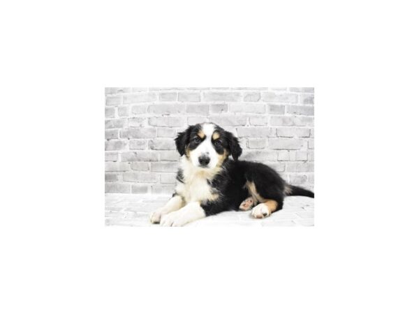 Australian/English Shepherd-DOG-Female-Black Gold and White-26186-Petland Lake St. Louis & Fenton, MO