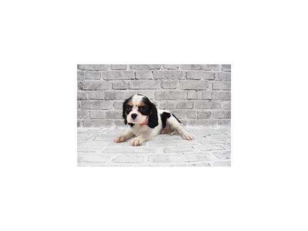 Cavalier King Charles Spaniel-DOG-Female-Black and Tan-26190-Petland Lake St. Louis & Fenton, MO