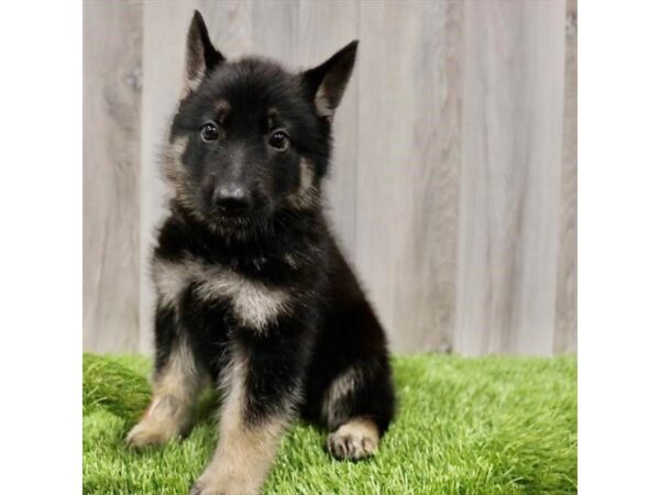 German Shepherd-DOG-Male-Black / Tan-26105-Petland Lake St. Louis & Fenton, MO