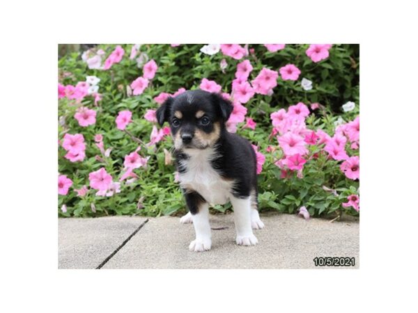 Rat Terrier Mix-DOG-Male-Black / Tan-26232-Petland Lake St. Louis & Fenton, MO