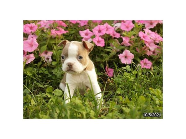 Boston Terrier-DOG-Male-Lilac-26226-Petland Lake St. Louis & Fenton, MO