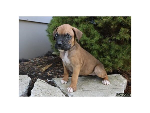 Boxer-DOG-Female-Fawn-26227-Petland Lake St. Louis & Fenton, MO