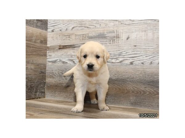 Golden Retriever-DOG-Female-Cream-26216-Petland Lake St. Louis & Fenton, MO