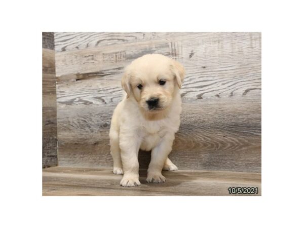 Golden Retriever-DOG-Male-Cream-26217-Petland Lake St. Louis & Fenton, MO