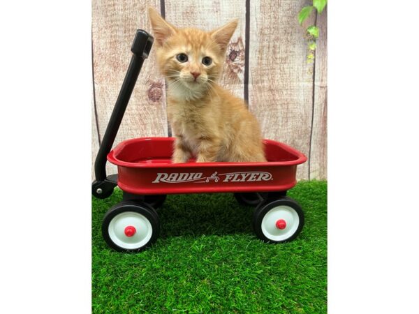 Adopt A Pet Kitten CAT Male Orange 26213 Petland Lake St. Louis & Fenton, MO