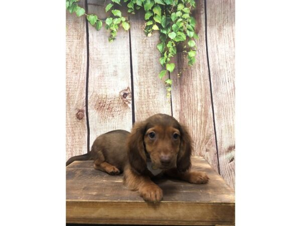 Dachshund-DOG-Male-Chocolate-26198-Petland Lake St. Louis & Fenton, MO