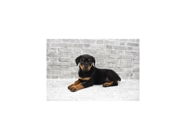 Rottweiler-DOG-Female-Black and Mahogany-26236-Petland Lake St. Louis & Fenton, MO
