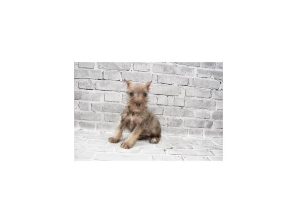 Miniature Schnauzer-DOG-Female-Liver and Pepper-26235-Petland Lake St. Louis & Fenton, MO