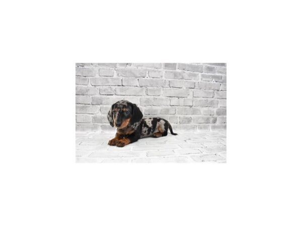 Dachshund-DOG-Male-Black and Silver Dapple-26234-Petland Lake St. Louis & Fenton, MO