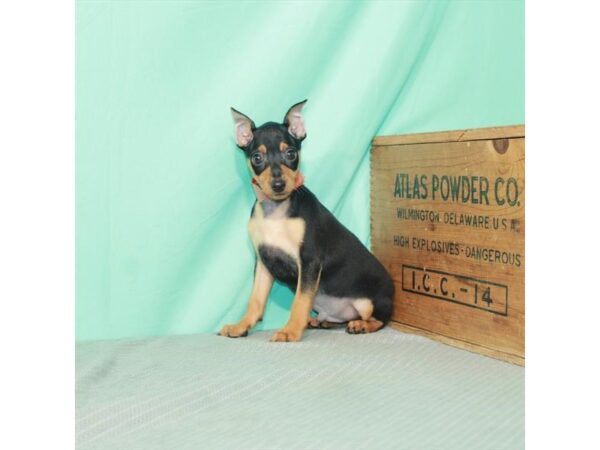 Miniature Pinscher-DOG-Male-Black / Tan-26244-Petland Lake St. Louis & Fenton, MO