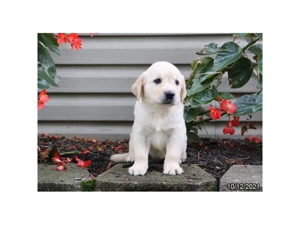 Golden Retriever-DOG-Female-Cream-26250-Petland Lake St. Louis & Fenton, MO