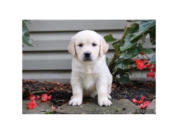 Golden Retriever-DOG-Male-Cream-26251-Petland Lake St. Louis & Fenton, MO