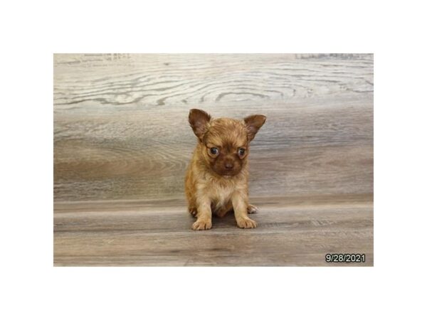 Chihuahua-DOG-Male-Fawn Sable-26247-Petland Lake St. Louis & Fenton, MO