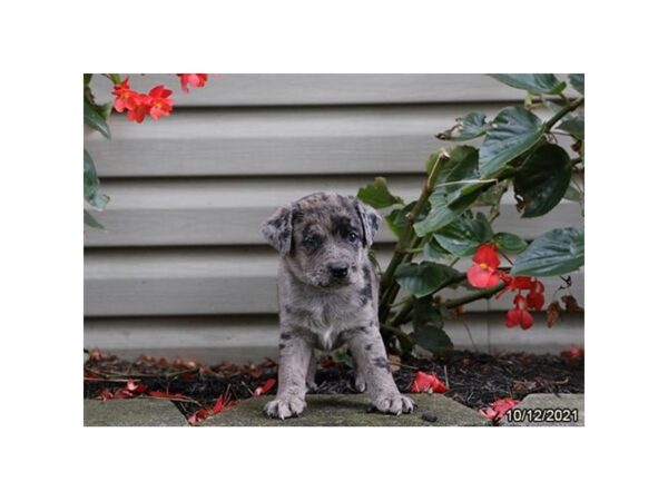 Australian Shepherd/Patterdale Terrier-DOG-Male-Blue Merle-26257-Petland Lake St. Louis & Fenton, MO