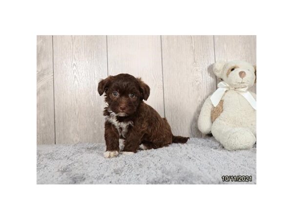 Shihpoo-DOG-Female-Chocolate-26256-Petland Lake St. Louis & Fenton, MO
