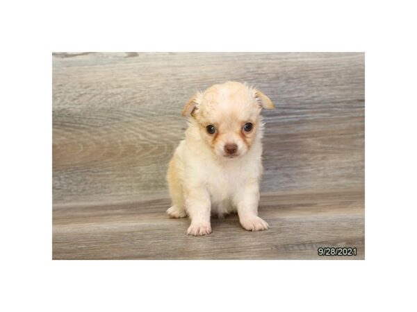Chihuahua-DOG-Female-White-26248-Petland Lake St. Louis & Fenton, MO
