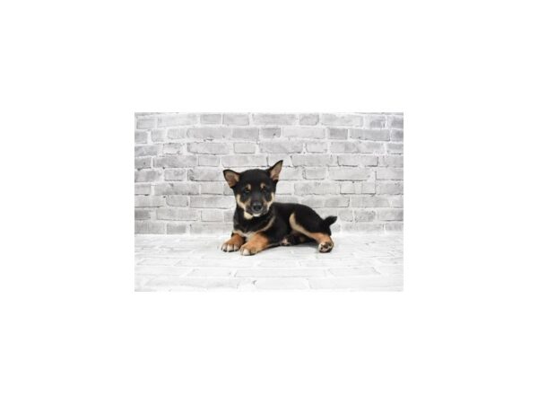 Shiba Inu-DOG-Male-Black and Tan-26264-Petland Lake St. Louis & Fenton, MO