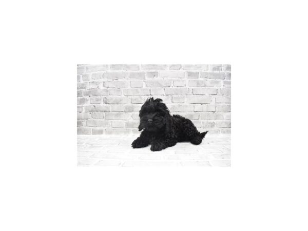 Cockapoo-DOG-Male-Black-26265-Petland Lake St. Louis & Fenton, MO
