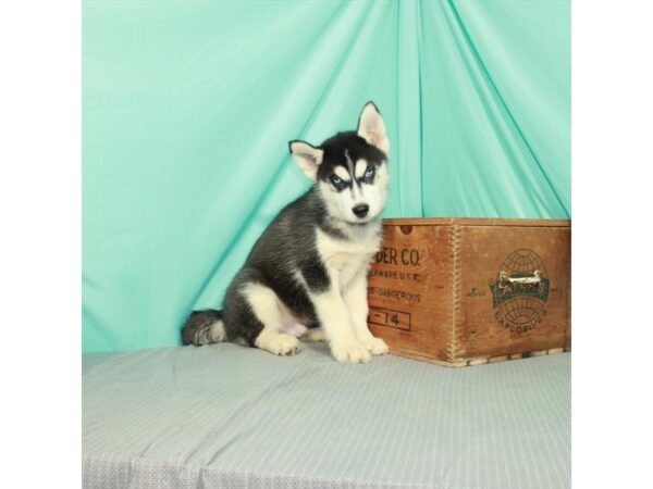 Siberian Husky-DOG-Male-Black / White-26260-Petland Lake St. Louis & Fenton, MO