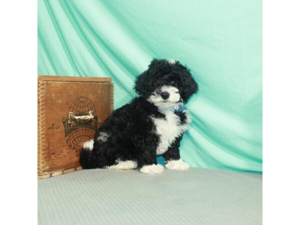 Bernedoodle Mini 2nd Gen-DOG-Female-Black-26261-Petland Lake St. Louis & Fenton, MO