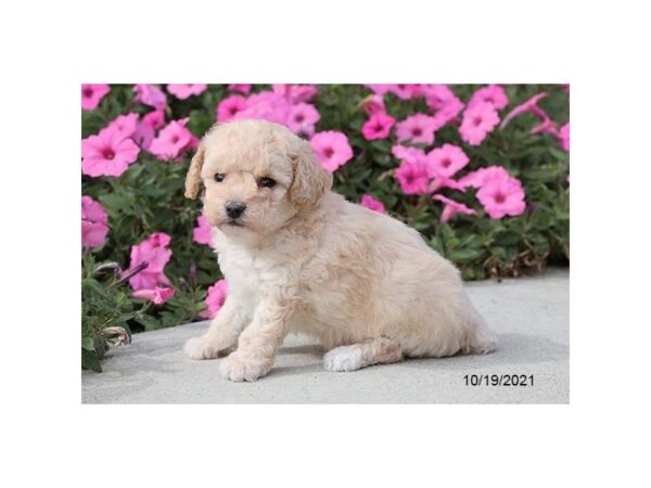 Poodle-DOG-Female-Cream-26272-Petland Lake St. Louis & Fenton, MO