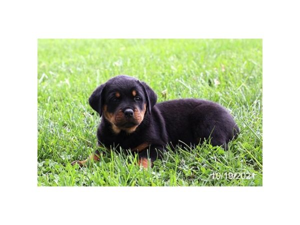 Rottweiler-DOG-Male-Black / Tan-26274-Petland Lake St. Louis & Fenton, MO