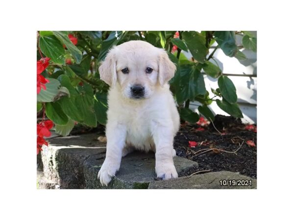 Golden Retriever-DOG-Female-Cream-26269-Petland Lake St. Louis & Fenton, MO