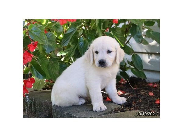 Golden Retriever-DOG-Male-Cream-26270-Petland Lake St. Louis & Fenton, MO