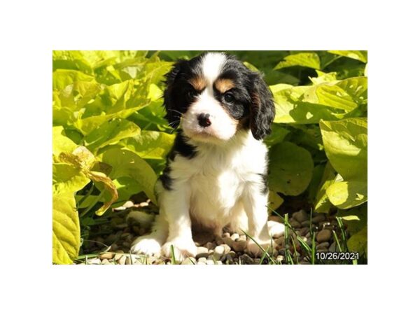 Cavalier King Charles Spaniel DOG Male Black Tan / White 26276 Petland Lake St. Louis & Fenton, MO