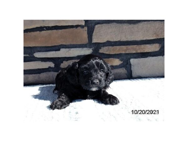 Yorkiepoo-DOG-Male-Black-26278-Petland Lake St. Louis & Fenton, MO