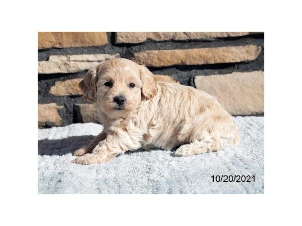 Yorkiepoo-DOG-Female-Cream-26279-Petland Lake St. Louis & Fenton, MO