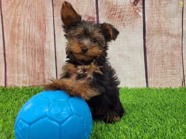 Yorkshire Terrier-DOG-Male-Black and Tan-26201-Petland Lake St. Louis & Fenton, MO