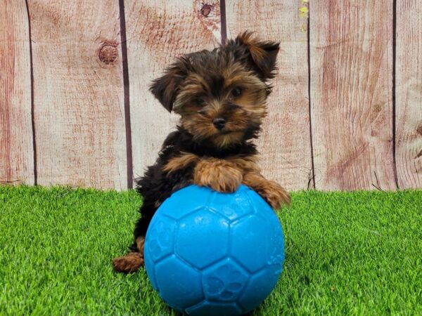 Yorkshire Terrier-DOG-Female-Black and Tan-26204-Petland Lake St. Louis & Fenton, MO