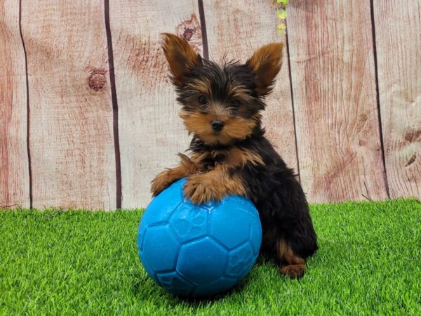 Yorkshire Terrier-DOG-Female-Black and Tan-26203-Petland Lake St. Louis & Fenton, MO