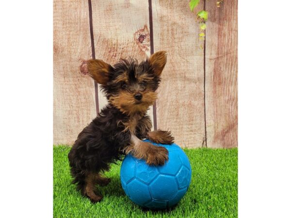 Yorkshire Terrier-DOG-Male-Black and Tan-26202-Petland Lake St. Louis & Fenton, MO