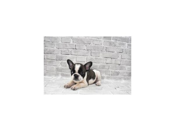 French Bulldog DOG Male Brindle and White 26283 Petland Lake St. Louis & Fenton, MO
