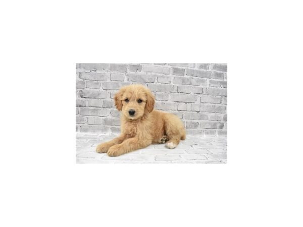 Goldendoodle-DOG-Male-Golden-26285-Petland Lake St. Louis & Fenton, MO