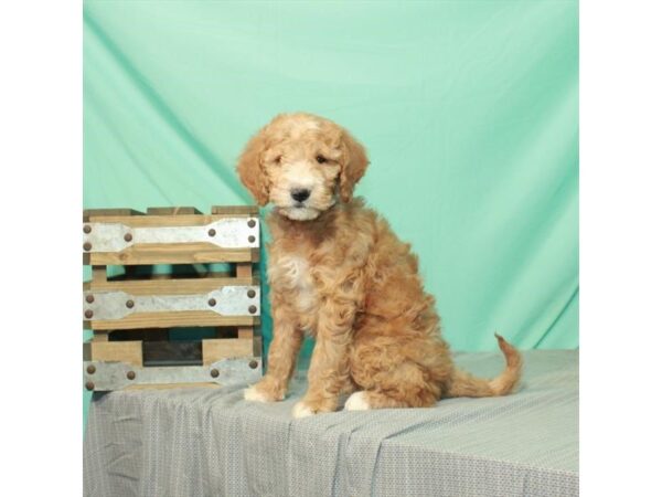 Goldendoodle Mini 2nd Gen-DOG-Female-Red-26290-Petland Lake St. Louis & Fenton, MO