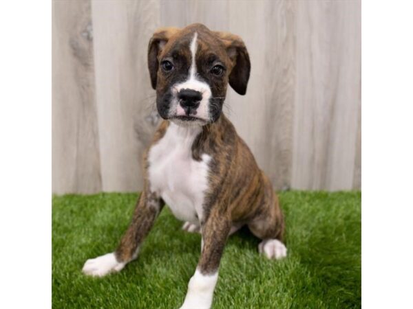 Boxer-DOG-Male-Brindle / White-26300-Petland Lake St. Louis & Fenton, MO