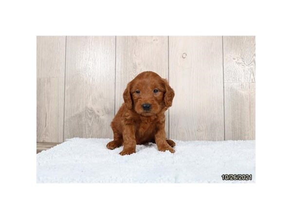 Mini Goldendoodle-DOG-Male-Red-26309-Petland Lake St. Louis & Fenton, MO