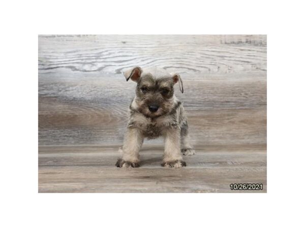 Miniature Schnauzer-DOG-Female-Salt / Pepper-26305-Petland Lake St. Louis & Fenton, MO