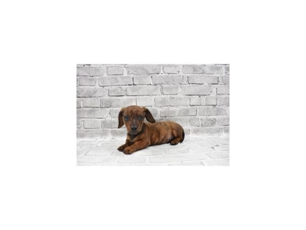 Dachshund-DOG-Male-Red-26311-Petland Lake St. Louis & Fenton, MO