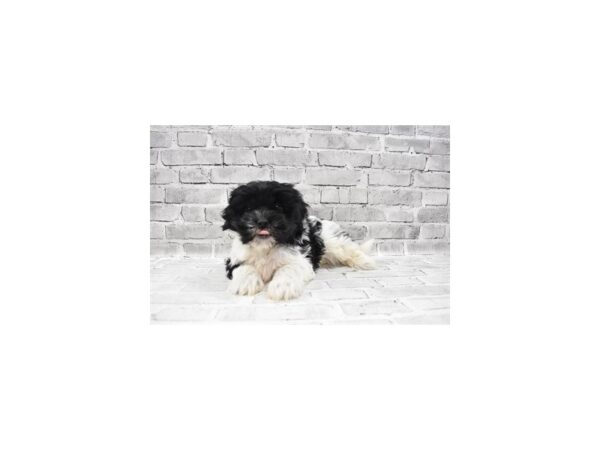 Bichon Poo-DOG-Male-Black and White-26317-Petland Lake St. Louis & Fenton, MO