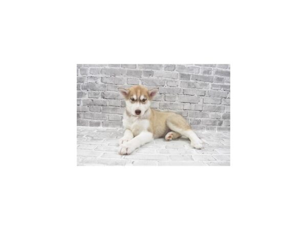 Siberian Husky-DOG-Male-Red and White-26314-Petland Lake St. Louis & Fenton, MO